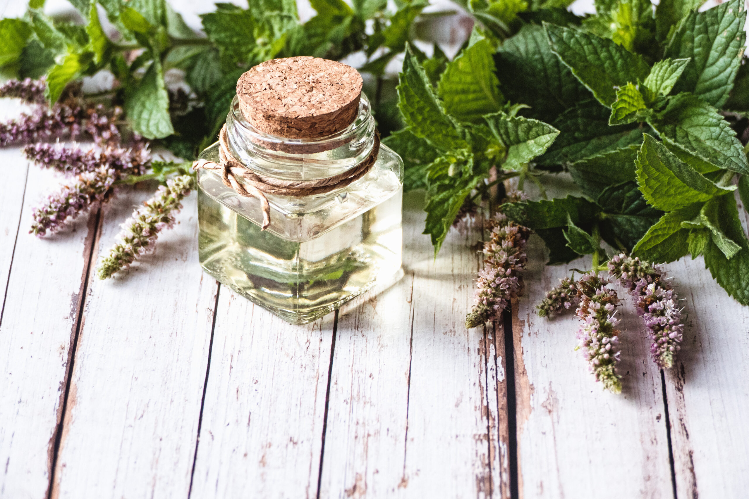 Fragrant mint oil in a bottle, mentha plants with flowers on white wooden background, naturopathy and herbal medicine
